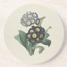 Vintage Moody Blue Auricula Primeln