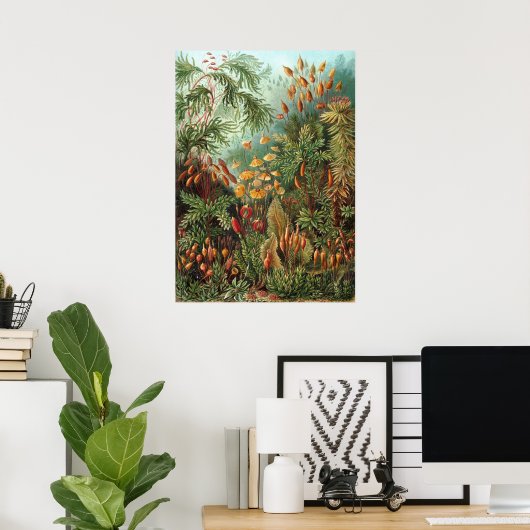 Vintage Moss-Pflanze von Ernst Haeckel, Muscinae Poster (Heimbüro)