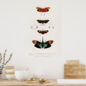 Vintage Moth Illustration Poster (Küche)