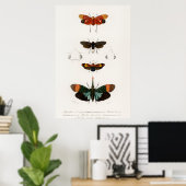 Vintage Moth Illustration Poster (Heimbüro)