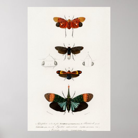 Vintage Moth Illustration Poster (Vorne)