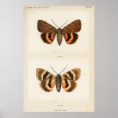 Vintage Moth Illustration Poster (Vorne)