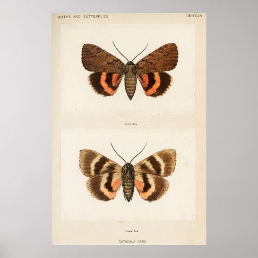 Vintage Moth Illustration Poster (Vorne)