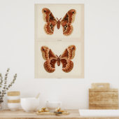 Vintage Moth Illustration Poster (Küche)