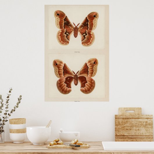 Vintage Moth Illustration Poster (Küche)