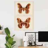Vintage Moth Illustration Poster (Heimbüro)