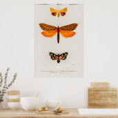 Vintage Moth Illustration Poster (Küche)