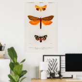 Vintage Moth Illustration Poster (Heimbüro)