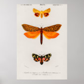 Vintage Moth Illustration Poster (Vorne)
