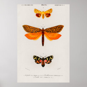 Vintage Moth Illustration Poster