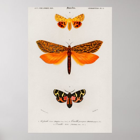 Vintage Moth Illustration Poster (Vorne)