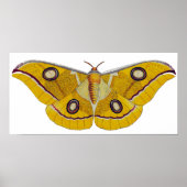 Vintage Moth Poster (Vorne)