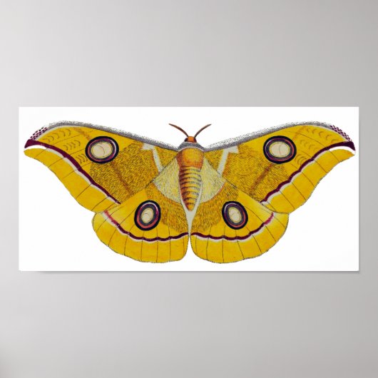 Vintage Moth Poster (Vorne)