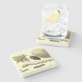 Vintage Motte des Insekten-Bild-| der Steinuntersetzer (Seitenansicht)