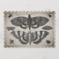 Vintage MotteLepidopteraillustration (64)