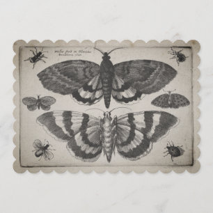 Vintage-Motten-Lepidoptera-Illustration (64) Einladung
