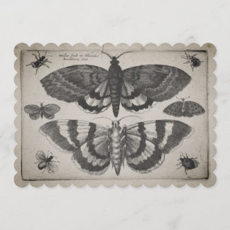 Vintage-Motten-Lepidoptera-Illustration (64) Einladung