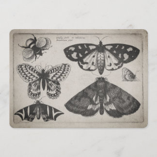 Vintage-Motten-Schmetterling-Biene-Illustration (6 Einladung