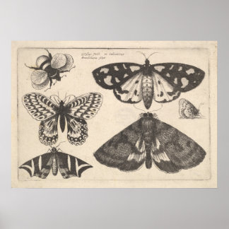 Vintage-Motten-Schmetterling-Biene-Insekt-Kunstpri Poster