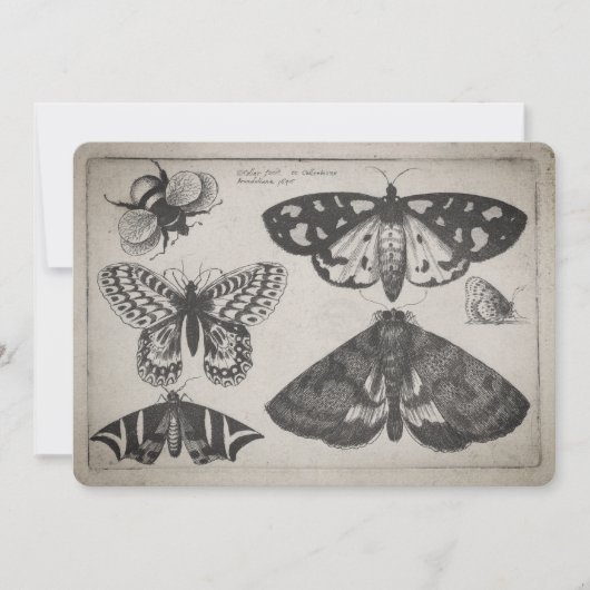 Vintage Motten-Schmetterlings-Bienen-Illustration Einladung (Vorderseite)