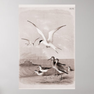 Vintage Möwen Benutzerdefinierte Retro-Möwen-Schab Poster