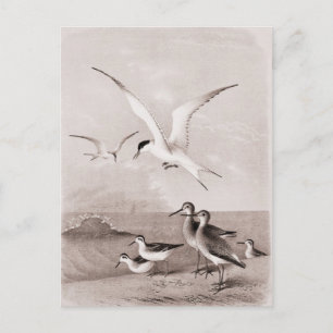 Vintage Möwen Benutzerdefinierte Retro-Möwen-Schab Postkarte