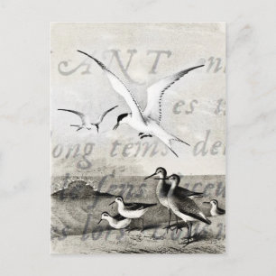 Vintage Möwen Benutzerdefinierte Retro-Möwen-Schab Postkarte