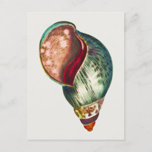 Vintage Muschel des Meeres Illustration von George Postkarte