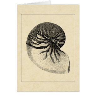 Vintage Muschel Schwarz/Weiß