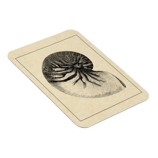 Vintage Muschel Schwarz/Weiß Magnet (Rechte Seite)