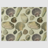 Vintage Muschel Seidenpapier (Vorderseite)