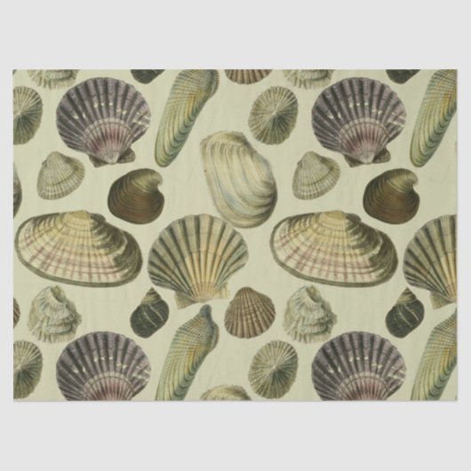 Vintage Muschel Seidenpapier (Vorderseite)