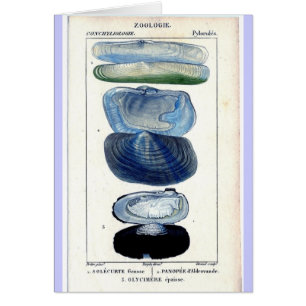 Vintage Muscheln