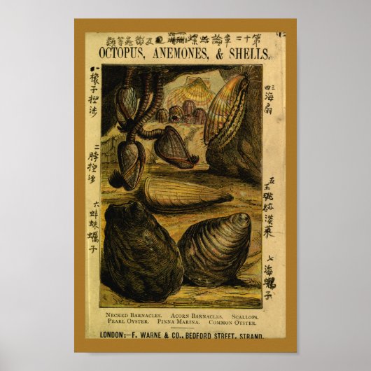 Vintage Muscheln Austern Scallops Kunst, Dichtung Poster (Vorne)