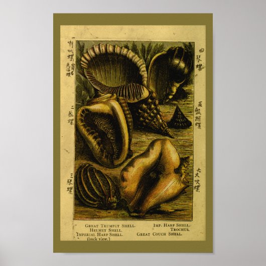 Vintage Muscheln Confiserie Drucken Poster (Vorne)