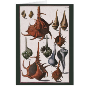 Vintage Muscheln, marines Leben, Muscheln im Ozean