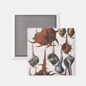 Vintage Muscheln, marines Leben, Muscheln im Ozean Magnet (Vorderseite/Rückseite)