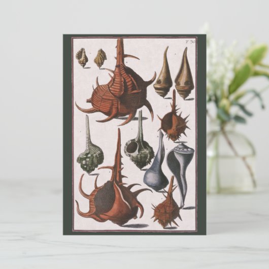 Vintage Muscheln, Meereslebewesen Muscheln (Stehend Vorderseite)