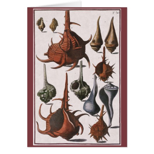 Vintage Muscheln, Meereslebewesen Muscheln (Vorne)