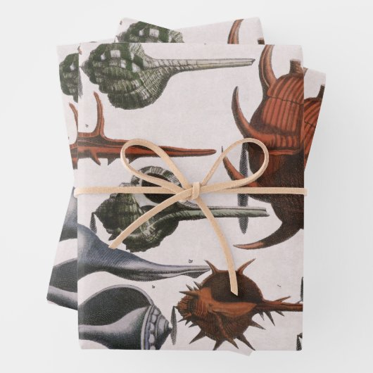 Vintage Muscheln, Meereslebewesen Muscheln Geschenkpapier Set (Beispiel)