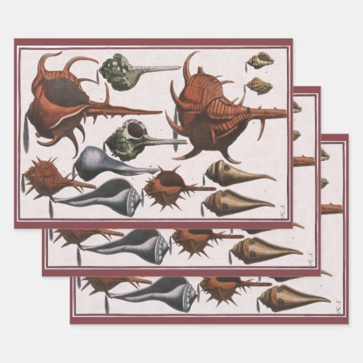 Vintage Muscheln, Meereslebewesen Muscheln Geschenkpapier Set (Set)