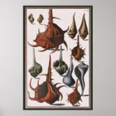 Vintage Muscheln, Meereslebewesen Muscheln Poster (Vorne)