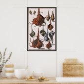 Vintage Muscheln, Meereslebewesen Muscheln Poster (Küche)