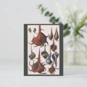 Vintage Muscheln, Meereslebewesen Muscheln Postkarte (Stehend Vorderseite)