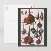 Vintage Muscheln, Meereslebewesen Muscheln Postkarte (Vorne/Hinten)