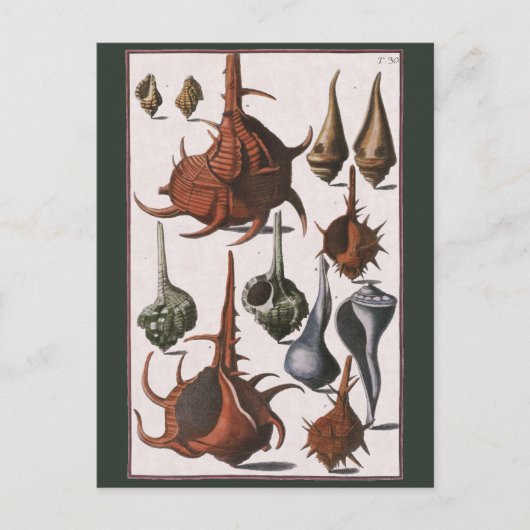 Vintage Muscheln, Meereslebewesen Muscheln Postkarte (Vorderseite)