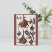 Vintage Muscheln, Meereslebewesen Muscheln Postkarte (Stehend Vorderseite)