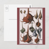 Vintage Muscheln, Meereslebewesen Muscheln Postkarte (Vorne/Hinten)