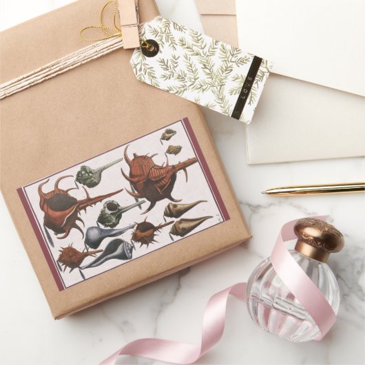 Vintage Muscheln, Meereslebewesen Muscheln Rechteckiger Aufkleber (Schenken)