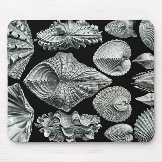 Vintage Muscheln Mousepad Ernst Haeckel (Vorne)